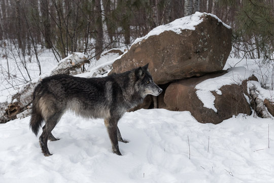 Fototapeta Black Phase Grey Wolf (Canis lupus) Stands in Front of Rock Den