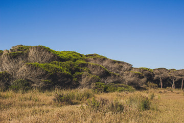 Tree. Trees on the beach of Spain prone from the wind.