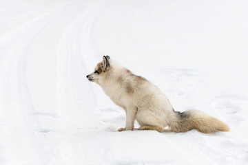 Red Marble Fox (Vulpes vulpes) Scent Marks Snowy Tire Tracks