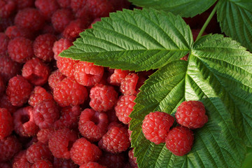 lots of ripe red raspberry berries in a bowl. branch of green raspberry leaves on it for three berries.