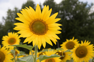 sunflower bloom yellow