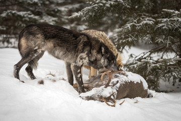 Black Phase Grey Wolf (Canis lupus) Looks Up Over White-Tail Deer