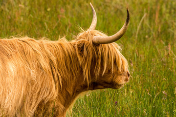 Highland cattle and  Scottish Gaelic