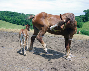 Obraz premium Annoyed Mamma Horse