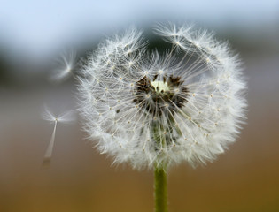 Dandelion seeds outdoor