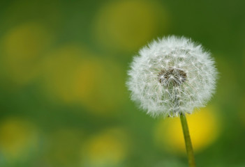 Dandelion seeds outdoor