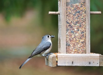 A single tufted titmouse (Baeolophus bicolor) perching on the bird feeder on the blurry garden background, Autumn in GA USA.