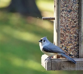A single tufted titmouse (Baeolophus bicolor) perching on the bird feeder on the blurry garden background, Autumn in GA USA.