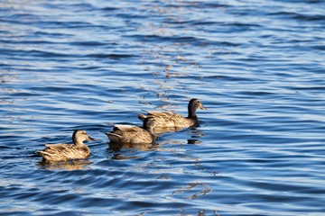 brown ducks swimming in blue water 