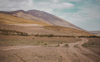 Herd of wild llamas grazes in Eduardo Avaroa national park in Bolivia