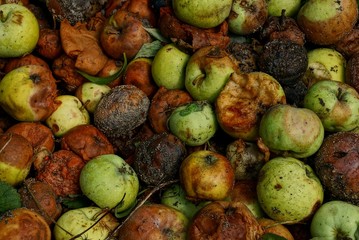 natural vegetative texture of green and brown rotten apples in a heap