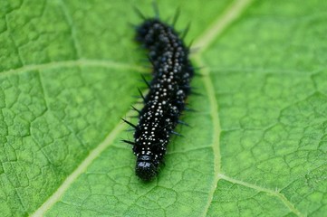 a large black caterpillar sits on a piece of green leaf