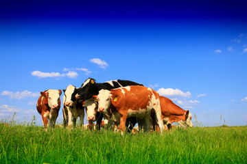 Fototapeta premium Calves on the field