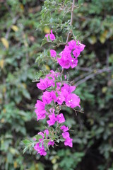 Flower color