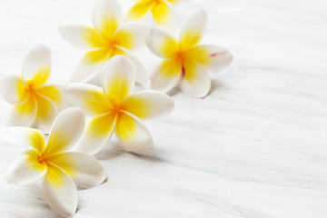 Frangipani flower on white background 