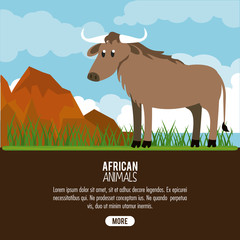 African buffalo animals cartoon poster with information vector illustration graphic design