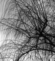 An abstract view of tree branches silhouette over the sky