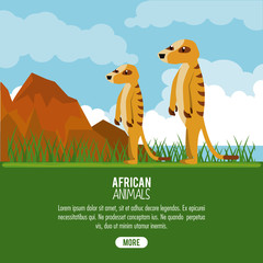 African meerkat animals cartoon poster with information vector illustration graphic design
