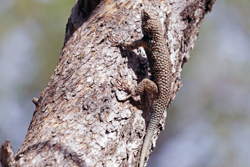 Desert Spiny LIzard