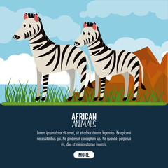 African zebras animals cartoon poster with information vector illustration graphic design