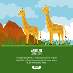 African giraffes animals cartoon poster with information vector illustration graphic design