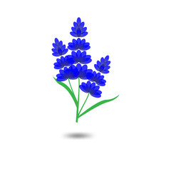 Fototapeta na wymiar Lavender Logo icon vector template
