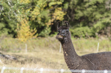 Llama enjoying lunch