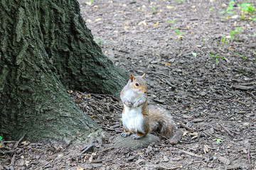 squirrel looking for food by a tree 