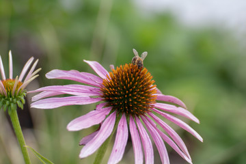 honey bee on flower