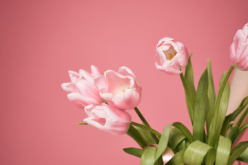tulips on a pink background