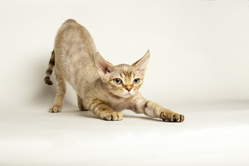 Devon Rex teenager stretching