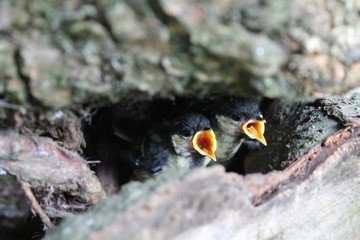 Young chicks of great tit (Parus major) with open mouth in nest