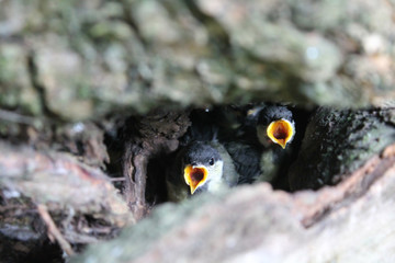 Young chicks of great tit (Parus major) with open mouth in nest