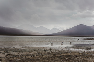 Three Andean Avocet birds in a row in the water of the Laguna Blanca (white lagoon) in the Eduardo Avaroa national park in Bolivia during rainy season