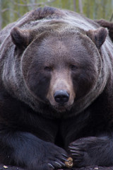  Big Brown Bear