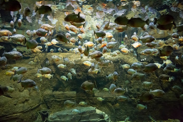 Fototapeta na wymiar piranhas 