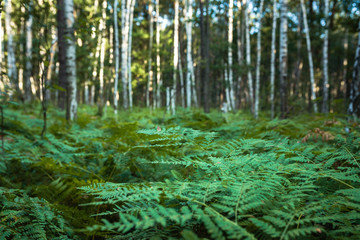 fern bushes in a birch forest