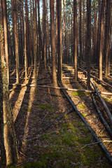 sun beams in a pine forest