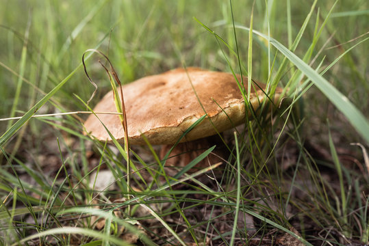 mushroom in the green grass in the forest