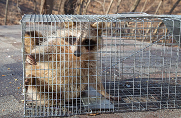 Raccoon, Procyon lotor, Caught in a Trap