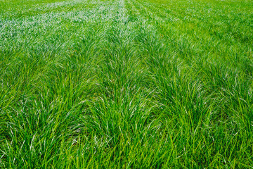 Plantation of tigernuts in Valencia with high green and tall grasses.