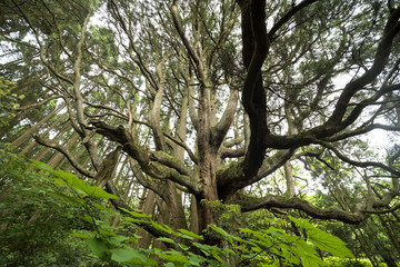 Obraz premium 高森殿の杉の木(雄杉)と緑