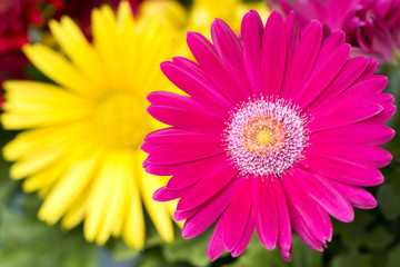 Obraz premium 黄色の花をバックにピンクのガーベラの花