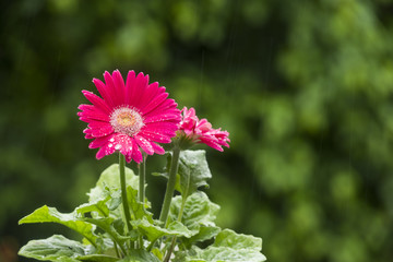 雨の中のピンクのガーベラの花