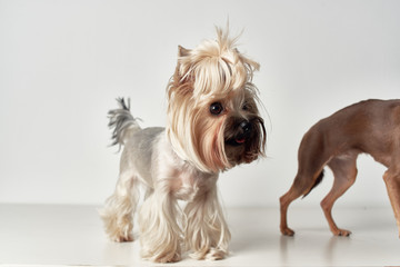 dogs on a light background