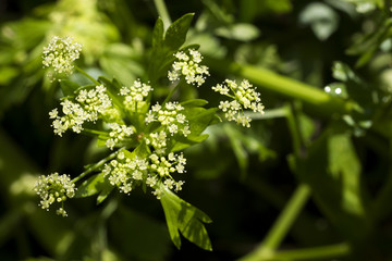 畑の中のセロリの花