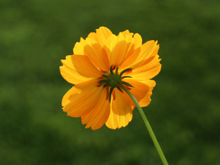 Obraz premium Soft summer bloom