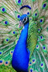 Male Peacock showing off his colors