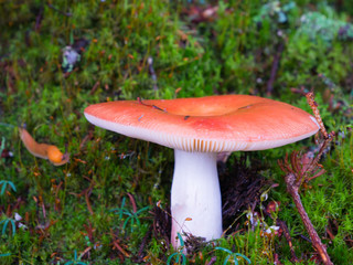 Closeup of a Red orange yellow mushroom growing out of a forest floor thick with leaves on a mountain in Vermont, USA