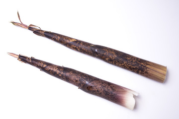 白バックのマダケのタケノコ